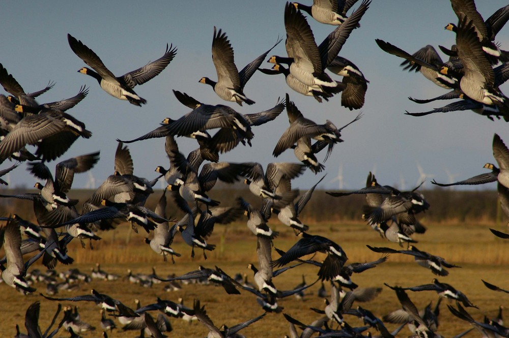 Gänse im Rheiderland (Ostfriesland) 3