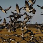 Gänse im Rheiderland (Ostfriesland) 3