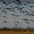 Gänse im Rheiderland (Ostfriesland) 6