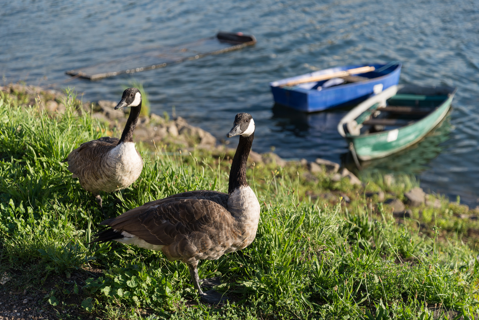 Gänse im Rheinhafen