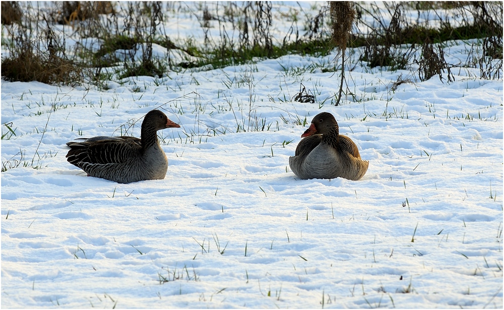 Gänse im Schnee 1