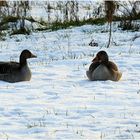 Gänse im Schnee 1