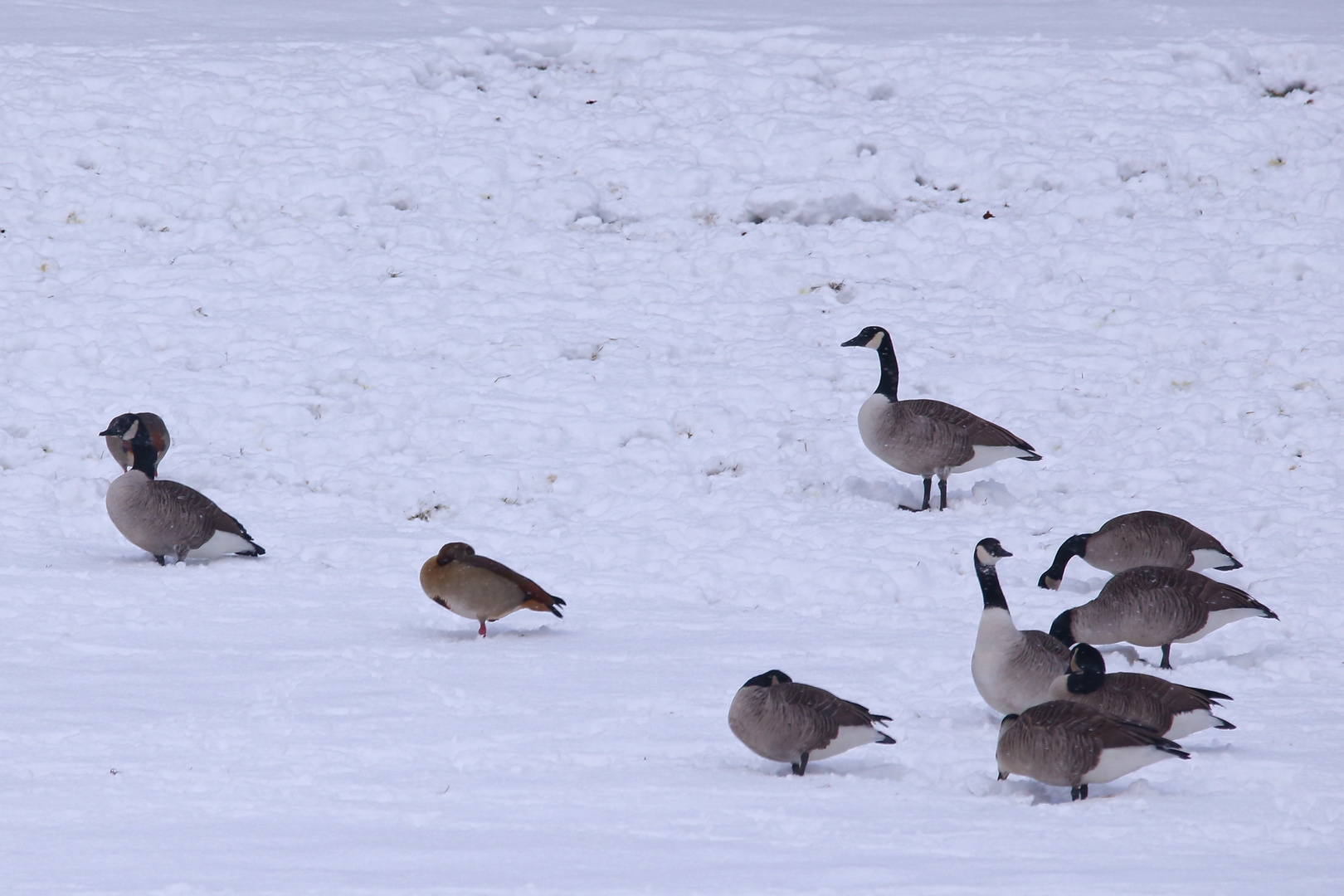 Gänse im Schnee (2017_01_15_EOS 6D_2482_ji)