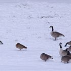 Gänse im Schnee (2017_01_15_EOS 6D_2482_ji)