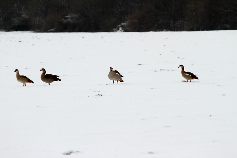 Gänse im Schnee