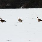 Gänse im Schnee