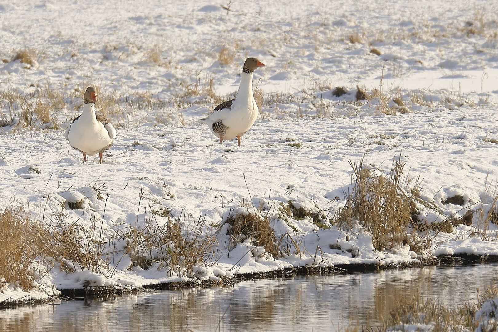 Gänse im Schnee