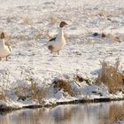 Gänse im Schnee