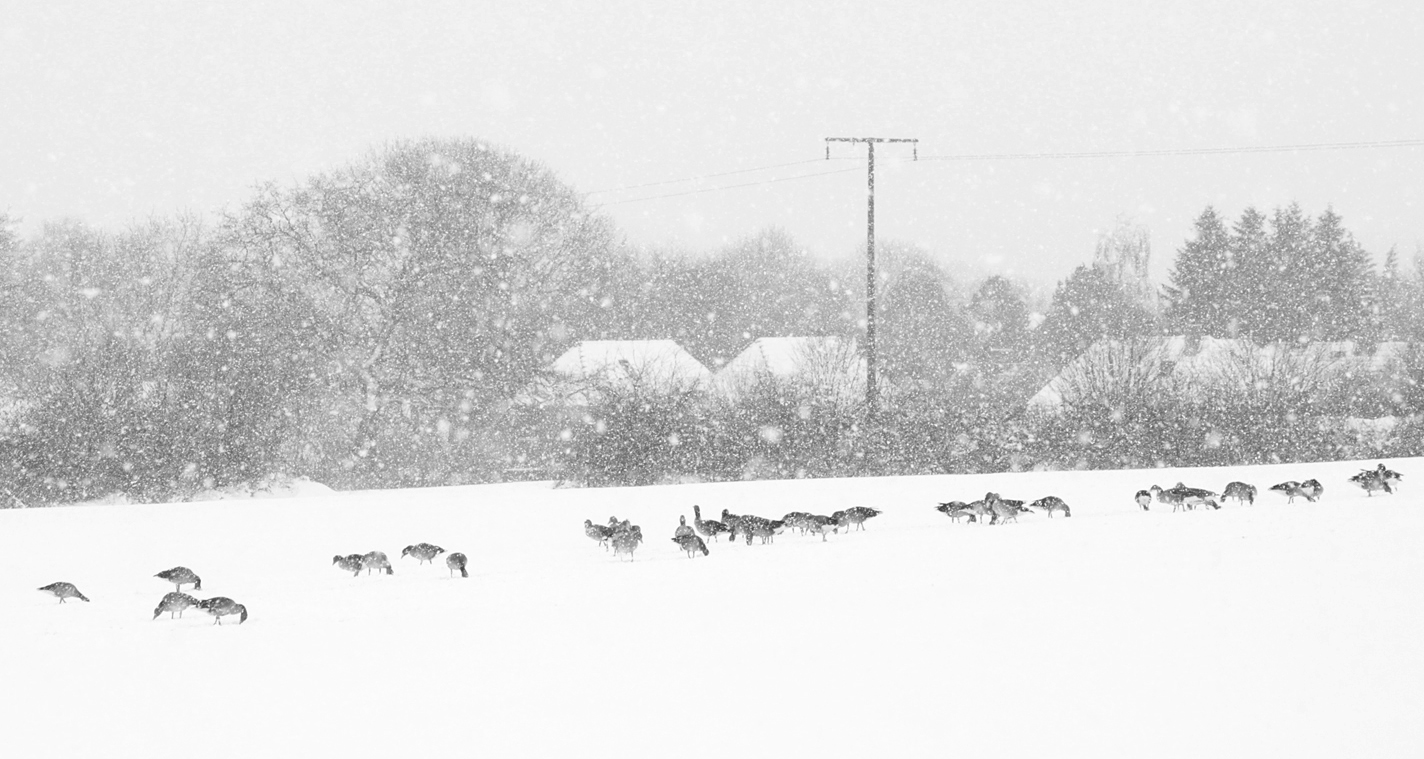 Gänse im Schneegestöber