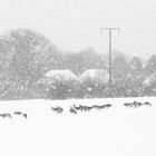 Gänse im Schneegestöber