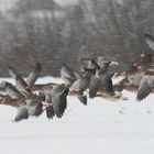 Gänse im Schneetreiben