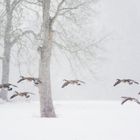 Gänse im Schneetreiben