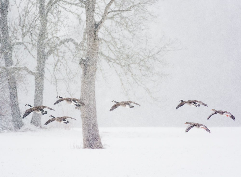 Gänse im Schneetreiben