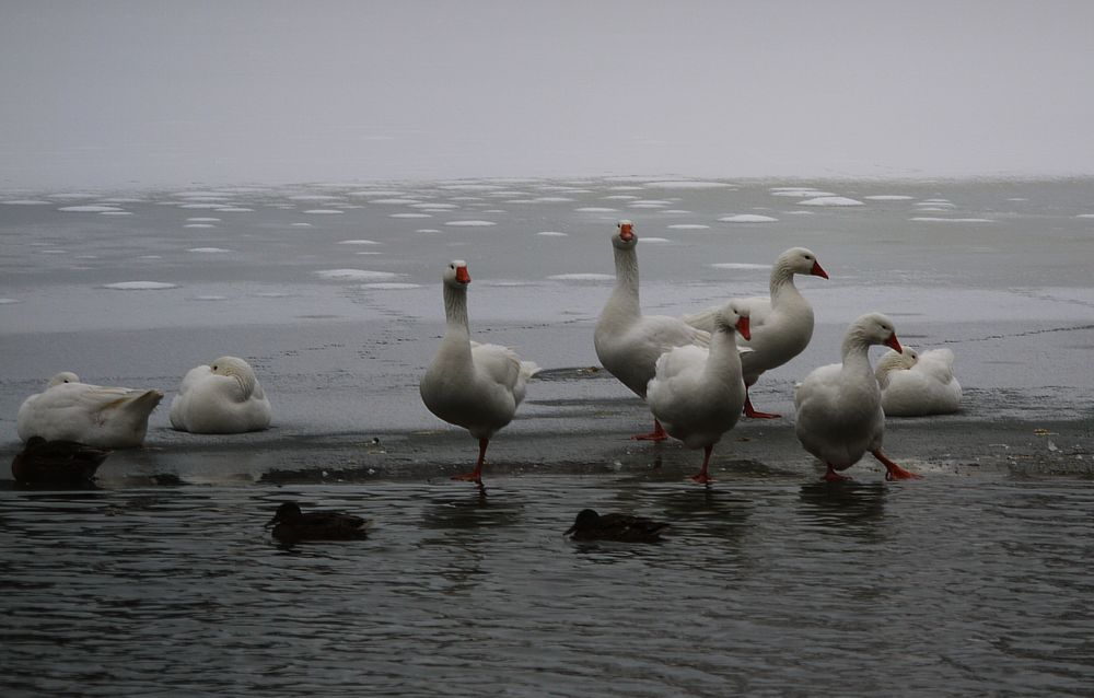 Gänse im Schwetzinger Schloßpark