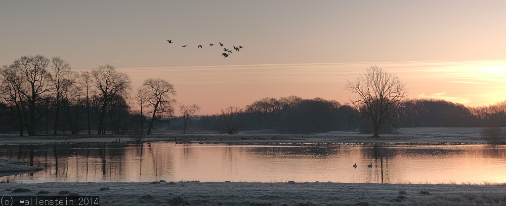 Gänse im Sonnenaufgang