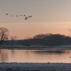 Gänse im Sonnenaufgang