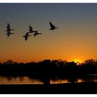 *** Gänse im Sonnenuntergang *** 