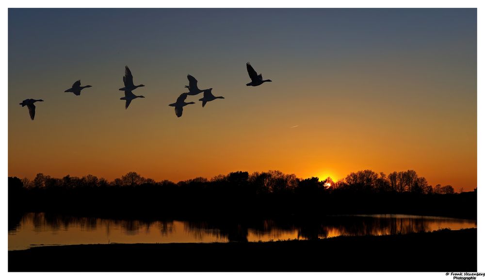 *** Gänse im Sonnenuntergang *** 