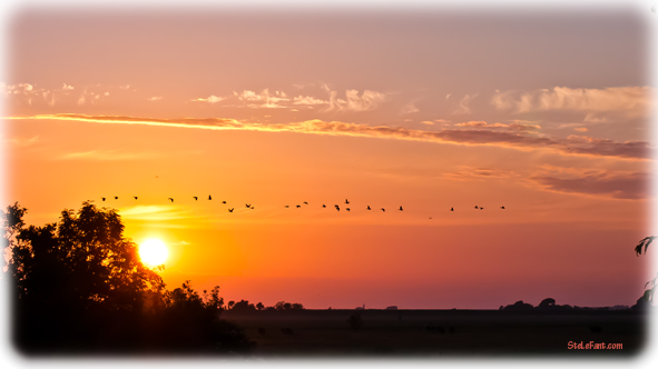 Gänse im Sonnenuntergang