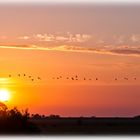 Gänse im Sonnenuntergang