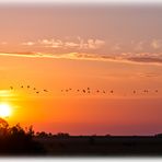 Gänse im Sonnenuntergang