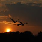 Gänse im Sonnenuntergang