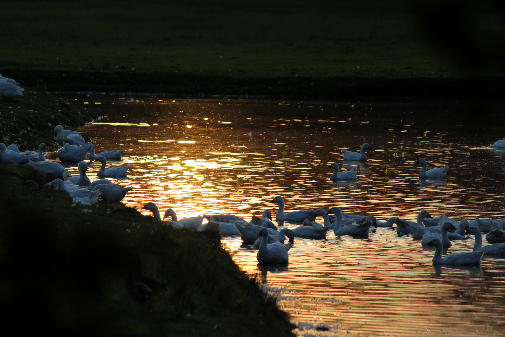 Gänse im Sonnenuntergang