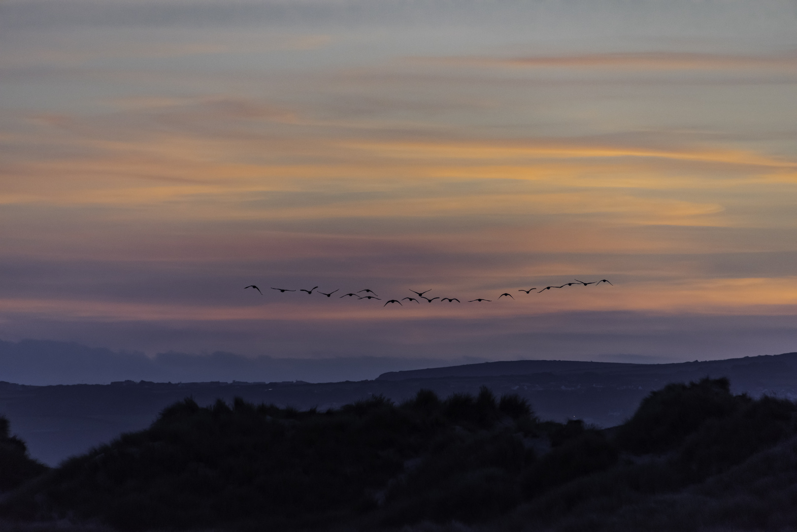 Gänse im Sonnenuntergang