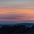 Gänse im Sonnenuntergang