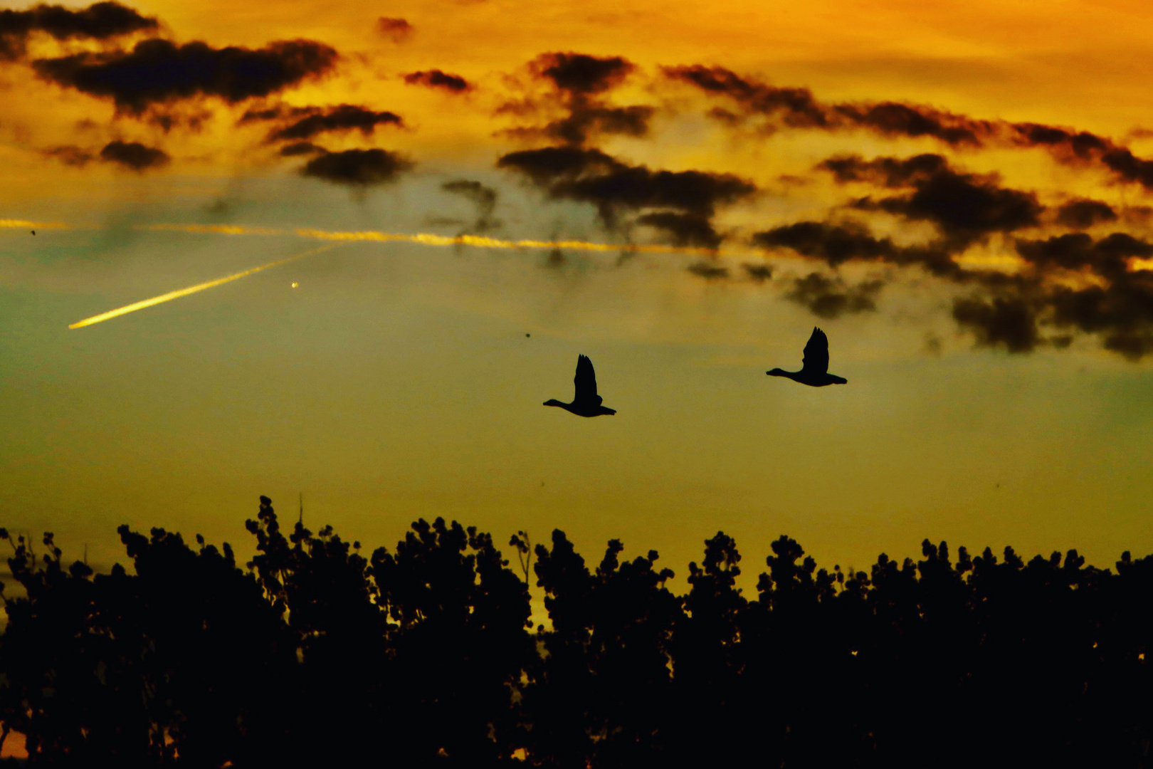 Gänse im Sonnenuntergang 