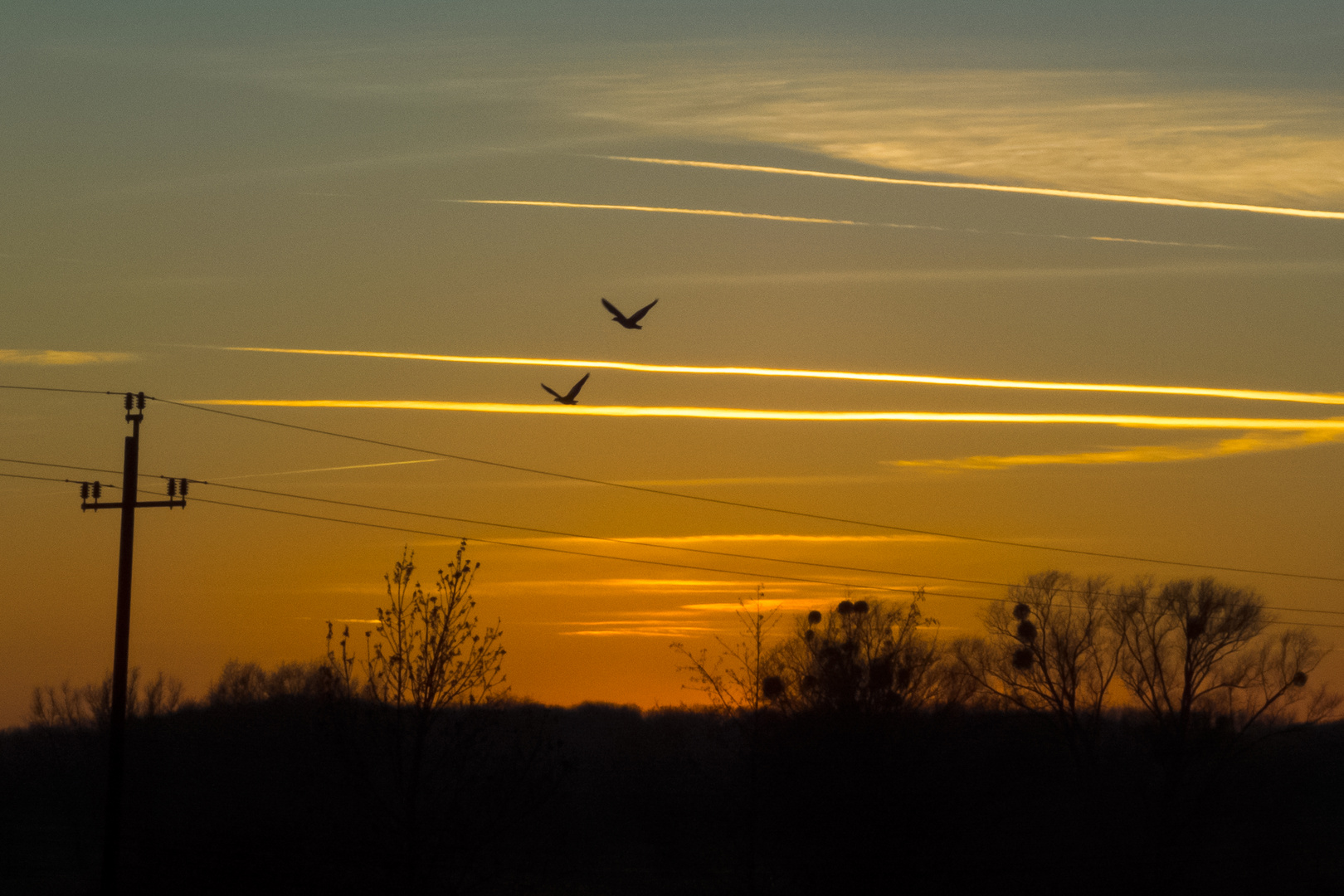 Gänse im Sonnenuntergang