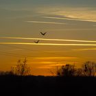 Gänse im Sonnenuntergang