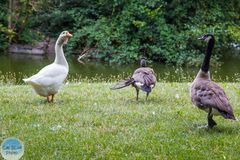 Gänse im Stadtpark Landau