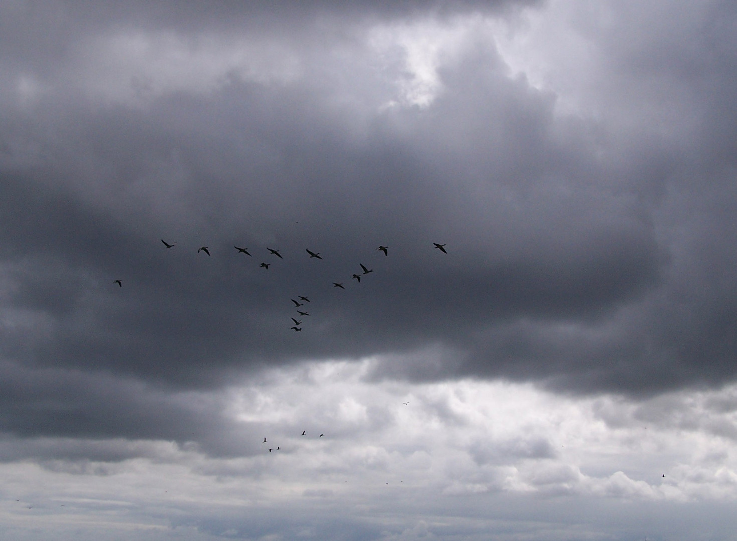 Gaense im Sturm