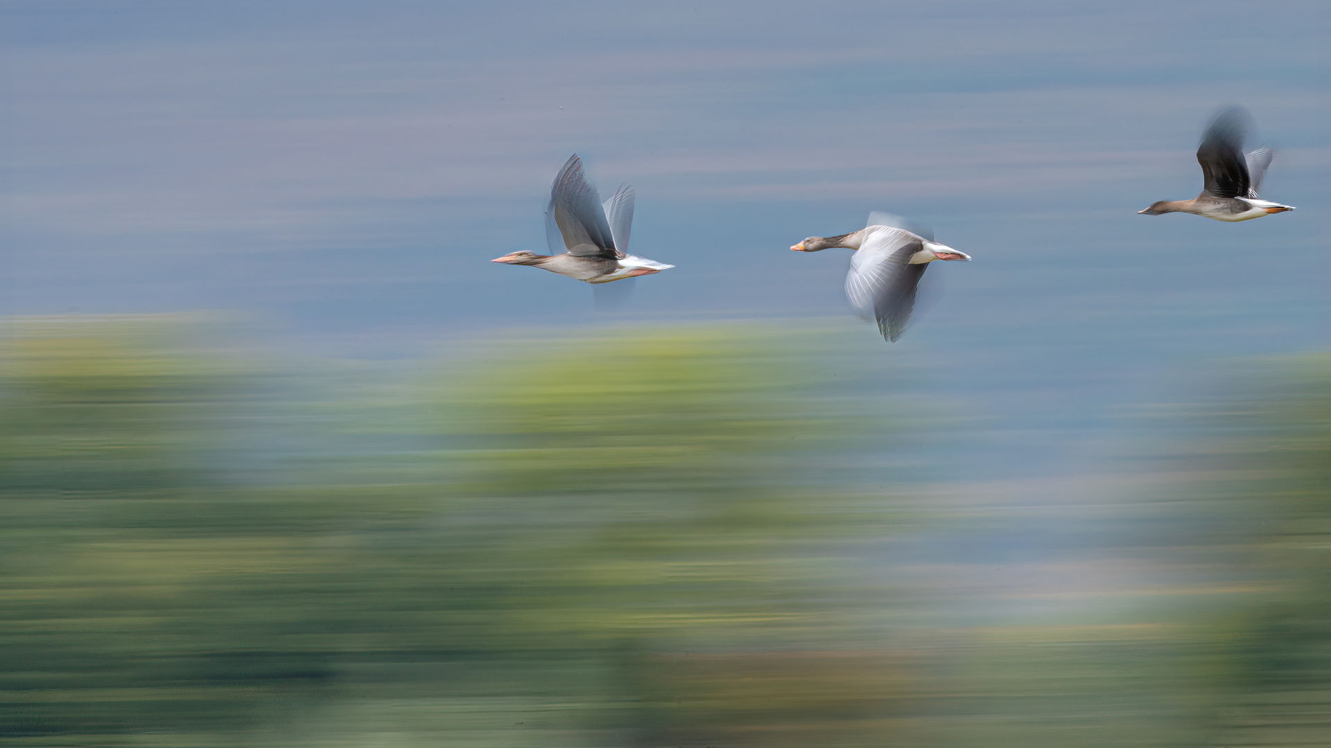 Gänse im Tiefflug