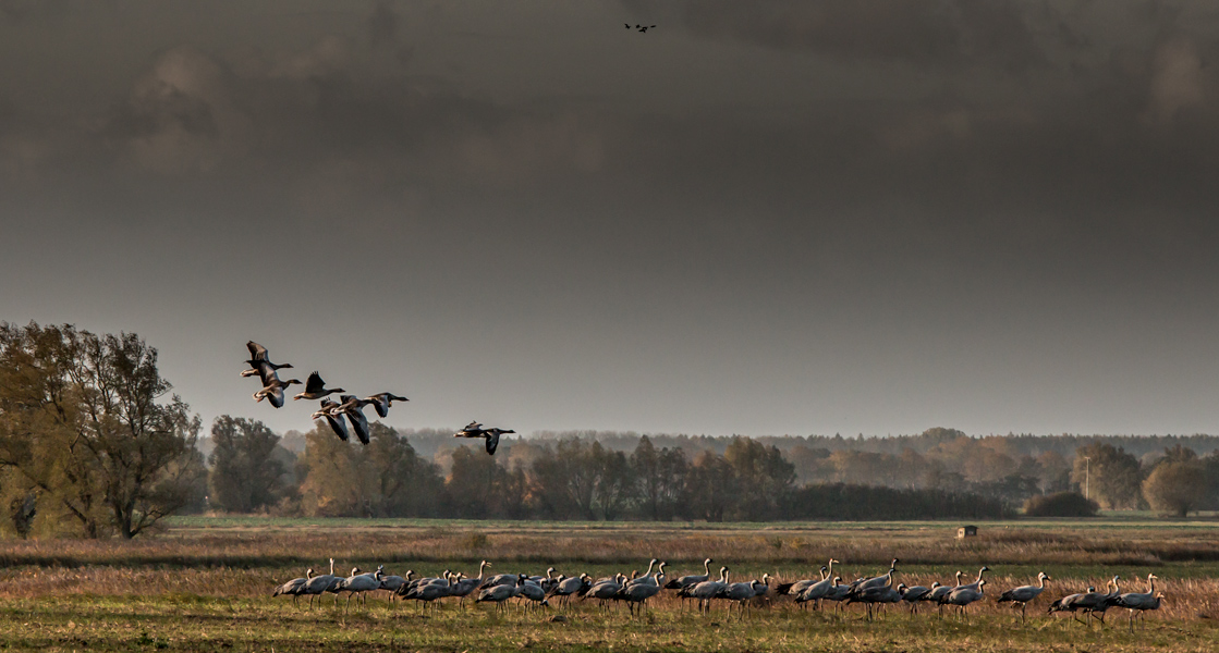 Gänse im Überflug