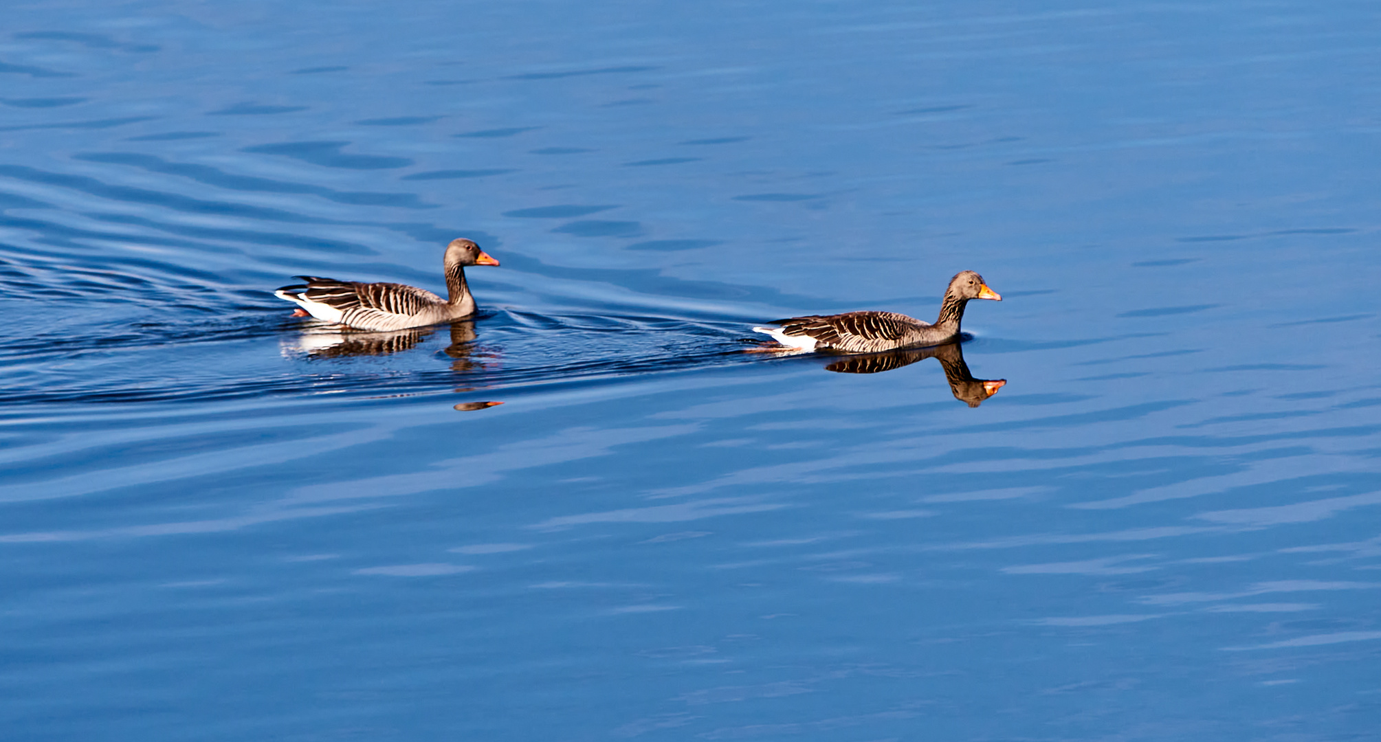 Gänse im Vogelschutzgebiet 