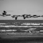 Gänse im Vorbeiflug - Irland