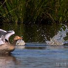 Gänse im Wasser