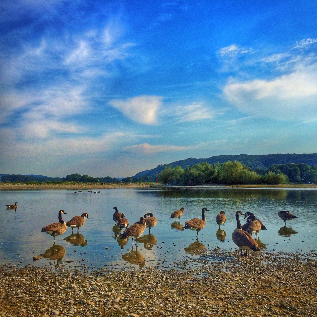 Gänse im Wasser