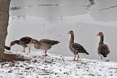 Gänse im Winter