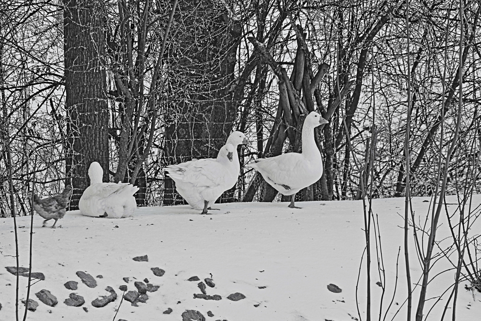 Gänse im Winter