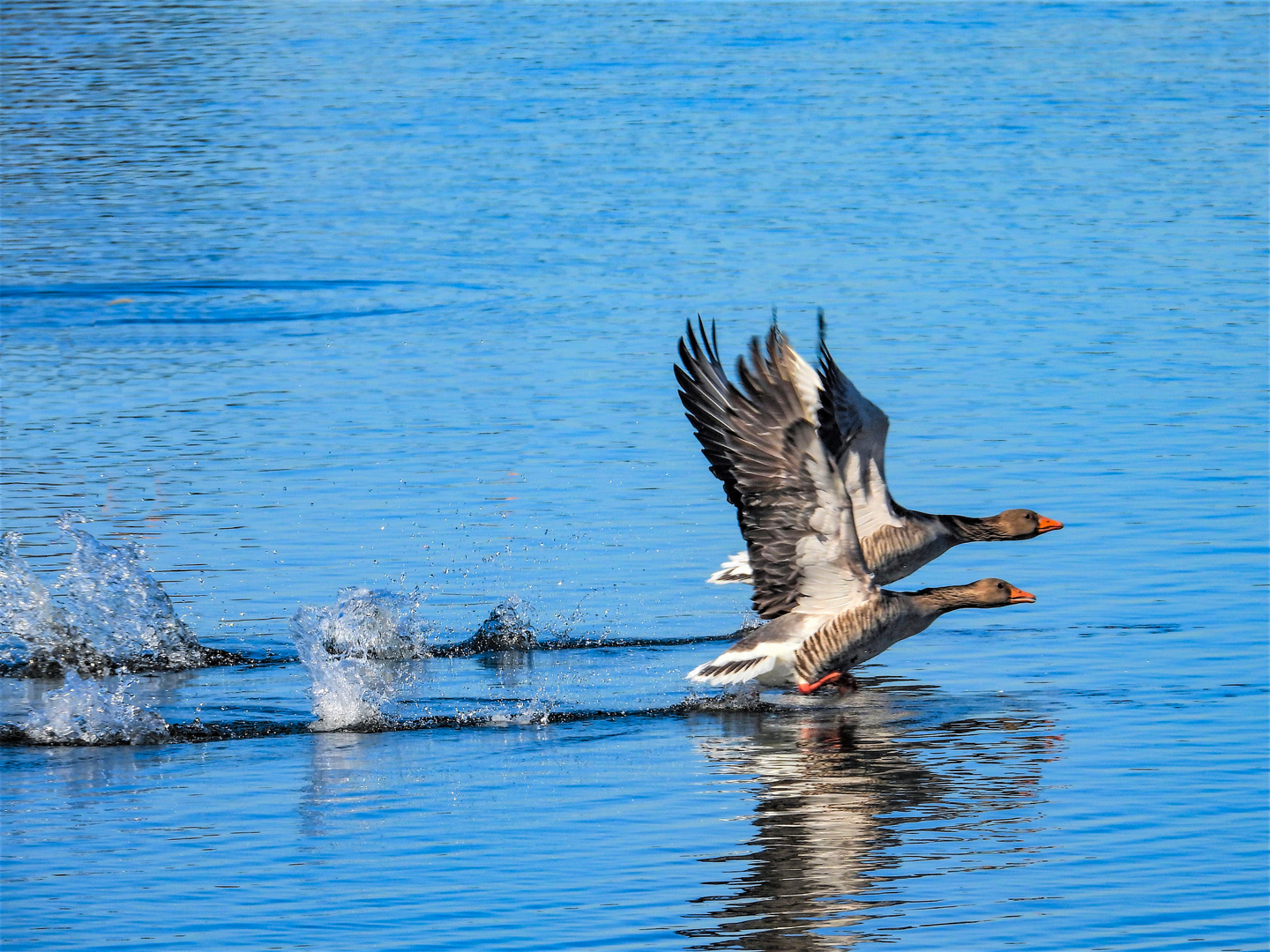 Gänse in Abflug