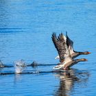 Gänse in Abflug