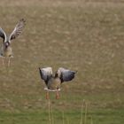 Gänse in Anflug