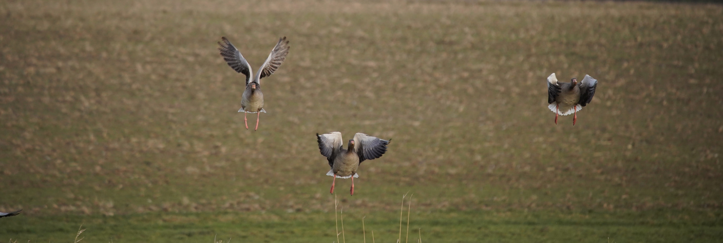 Gänse in Anflug