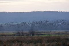 Gänse in den Meerbruchwiesen des Steinhuder Meer