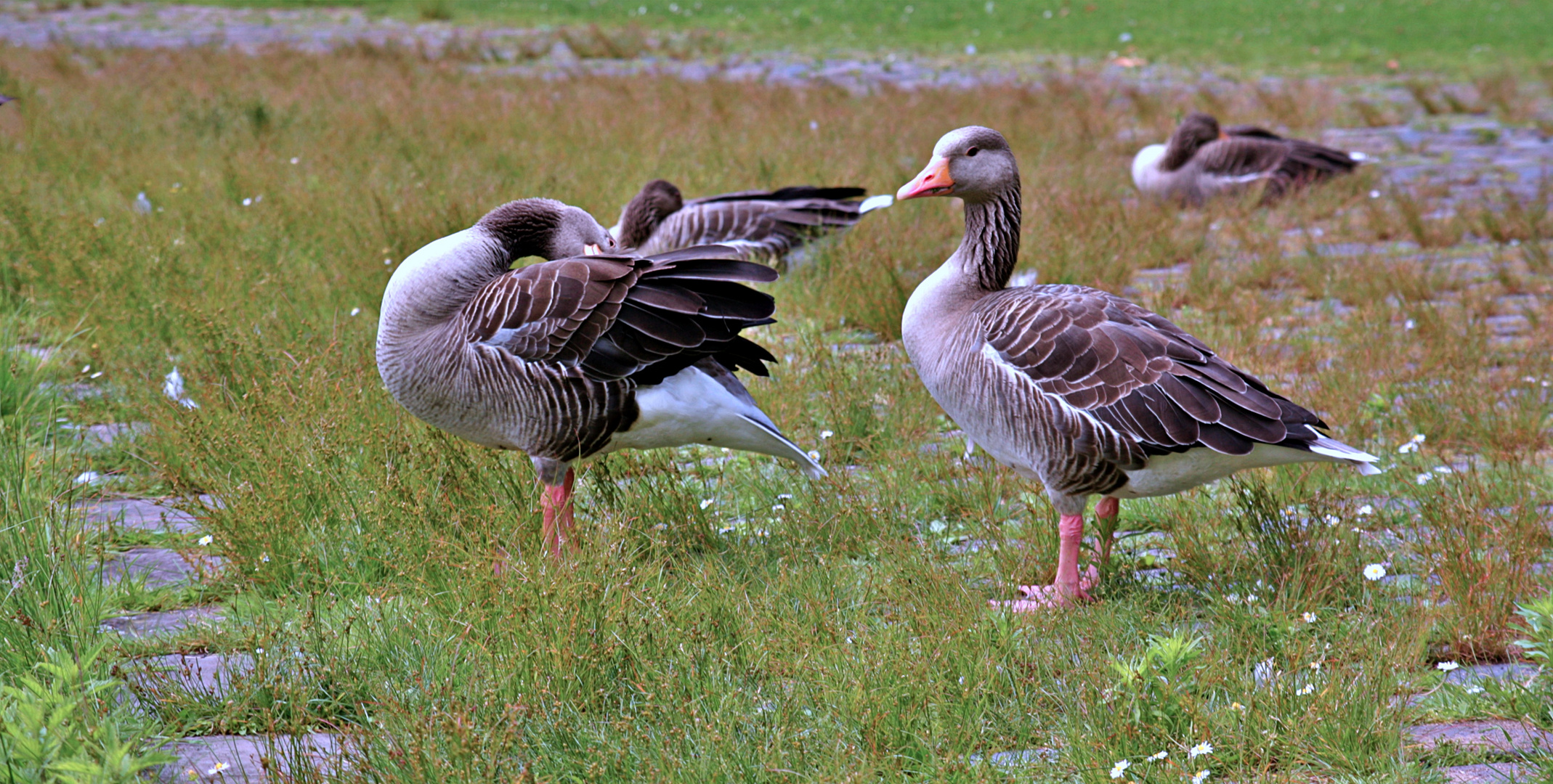 Gänse in den Rheinauen