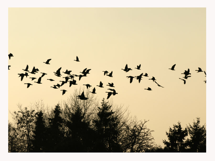 Gänse in der Abenddämmerung