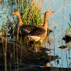 Gänse in der Abendsonne 2020